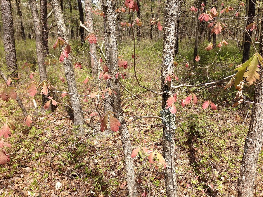 Close-up of Oak leaves and flowers