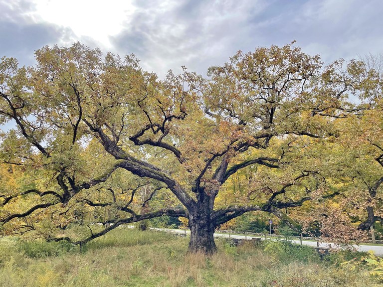 Mature Oak tree