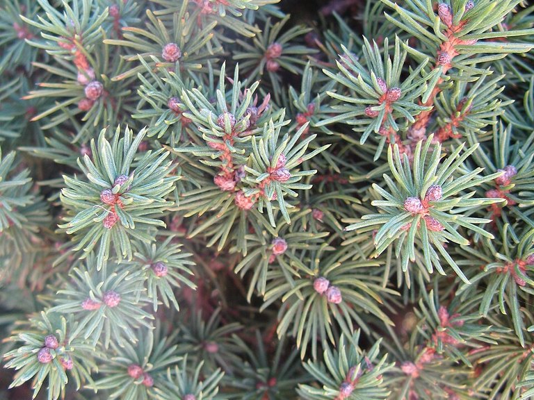 Close-up of Dwarf Alberta Spruce leaves and flowers