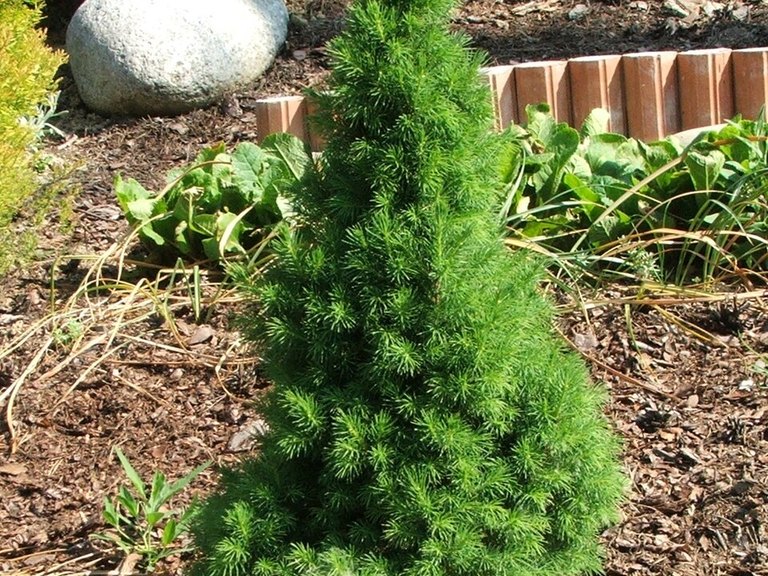 Mature Dwarf Alberta Spruce tree