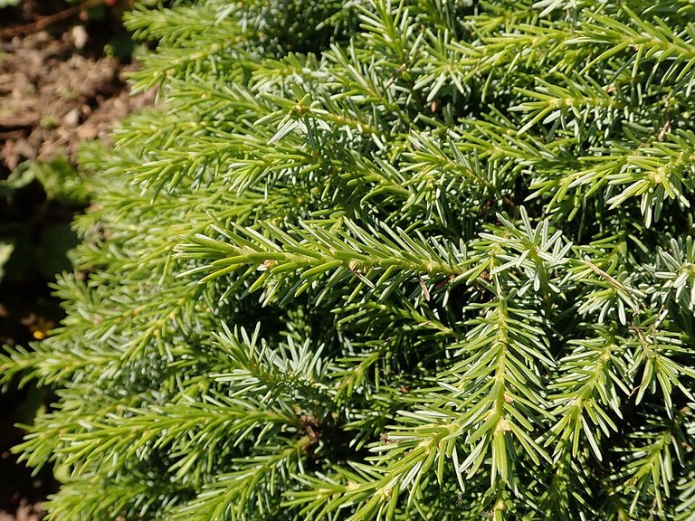 Close-up of Dwarf Serbian Spruce leaves and flowers