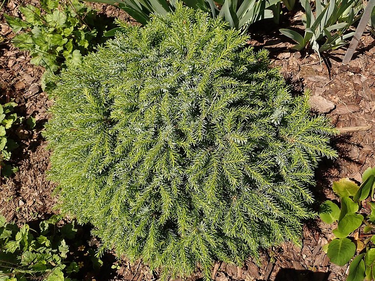 Mature Dwarf Serbian Spruce tree