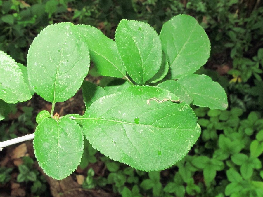 Close-up of Plum leaves and flowers