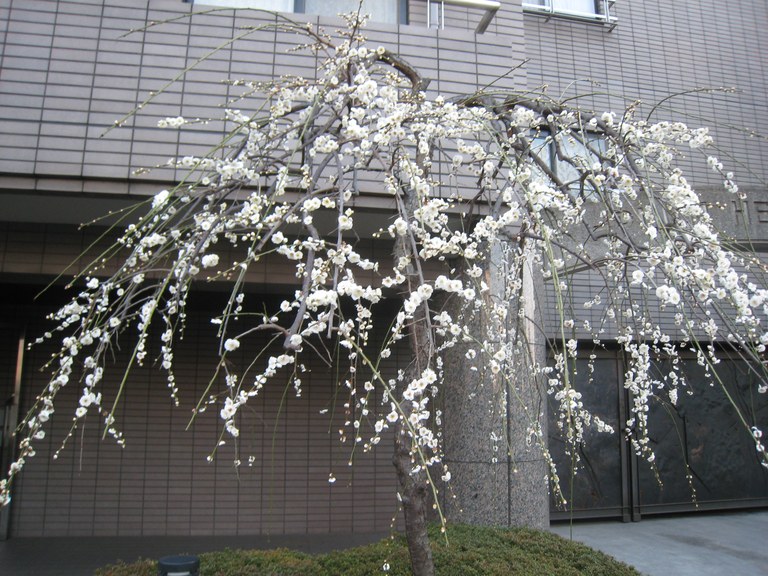 Mature Plum tree