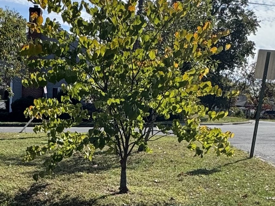 Mature Redbud tree