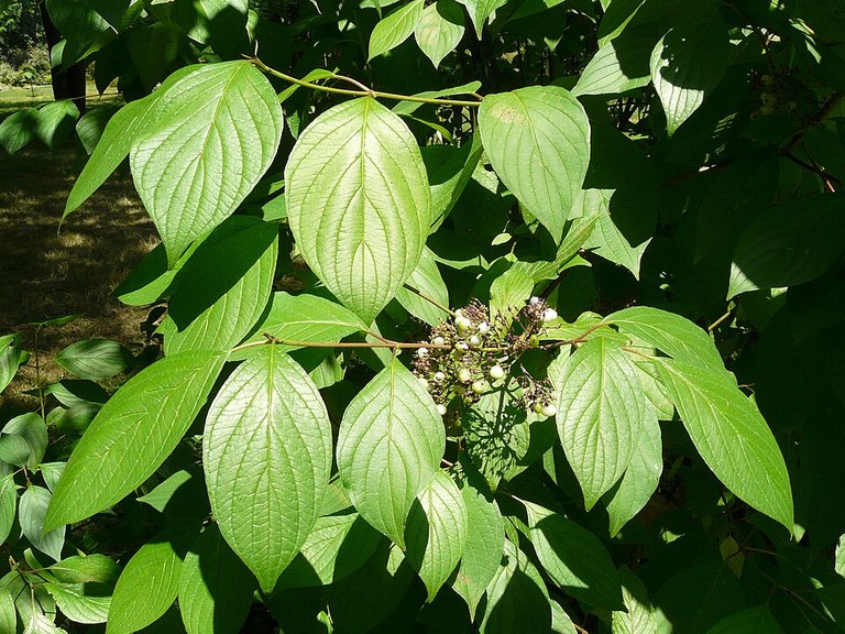 Close-up of Redtwig Dogwood leaves and flowers