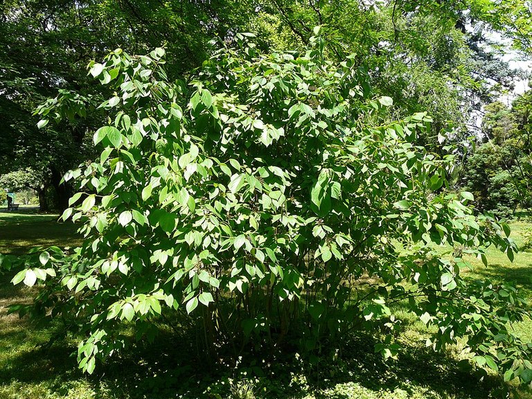 Mature Redtwig Dogwood tree
