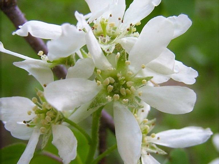 Close-up of Serviceberry leaves and flowers