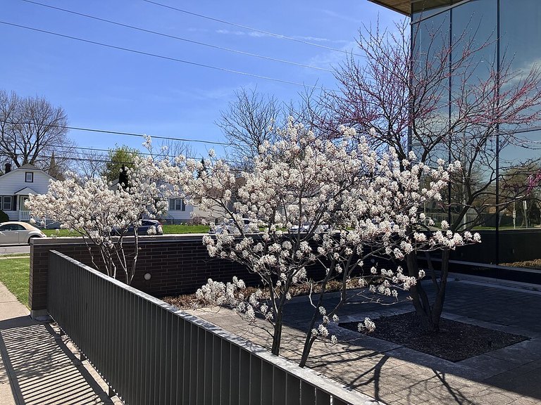 Mature Serviceberry tree