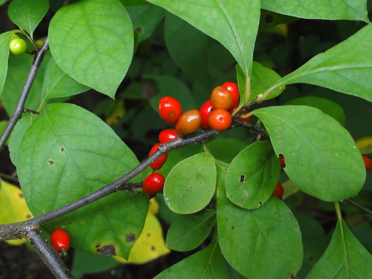 Close-up of Spicebush leaves and flowers