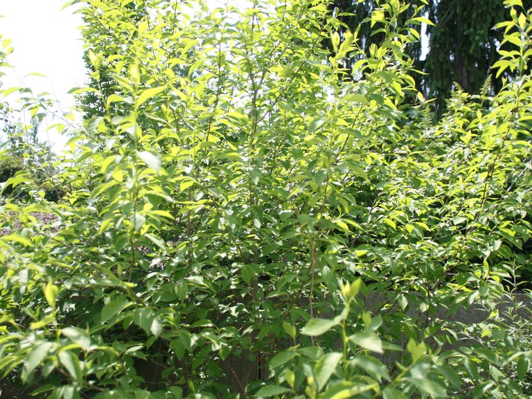 Mature Spicebush tree