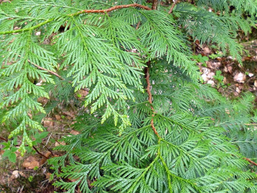 Close-up of Arborvitae leaves and flowers