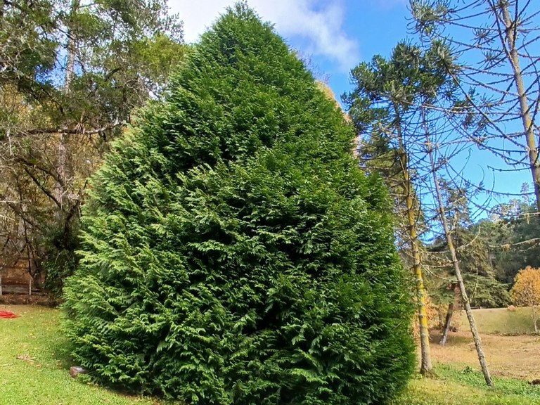 Mature Arborvitae tree