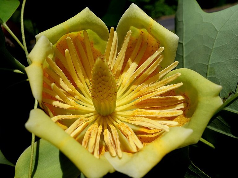 Close-up of Tulip Tree leaves and flowers