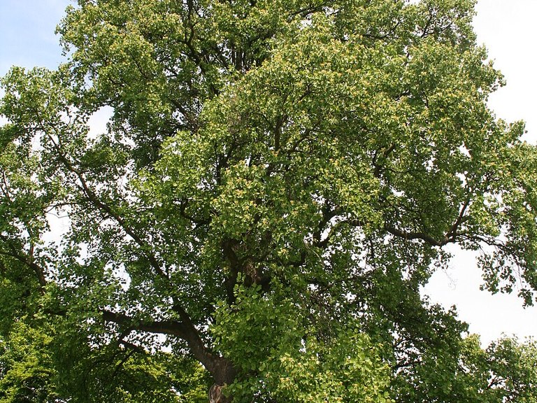 Mature Tulip Tree tree