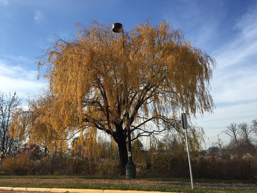 Close-up of Weeping Willow leaves and flowers