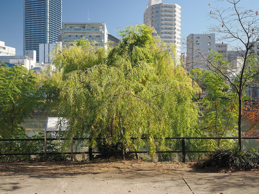 Mature Weeping Willow tree