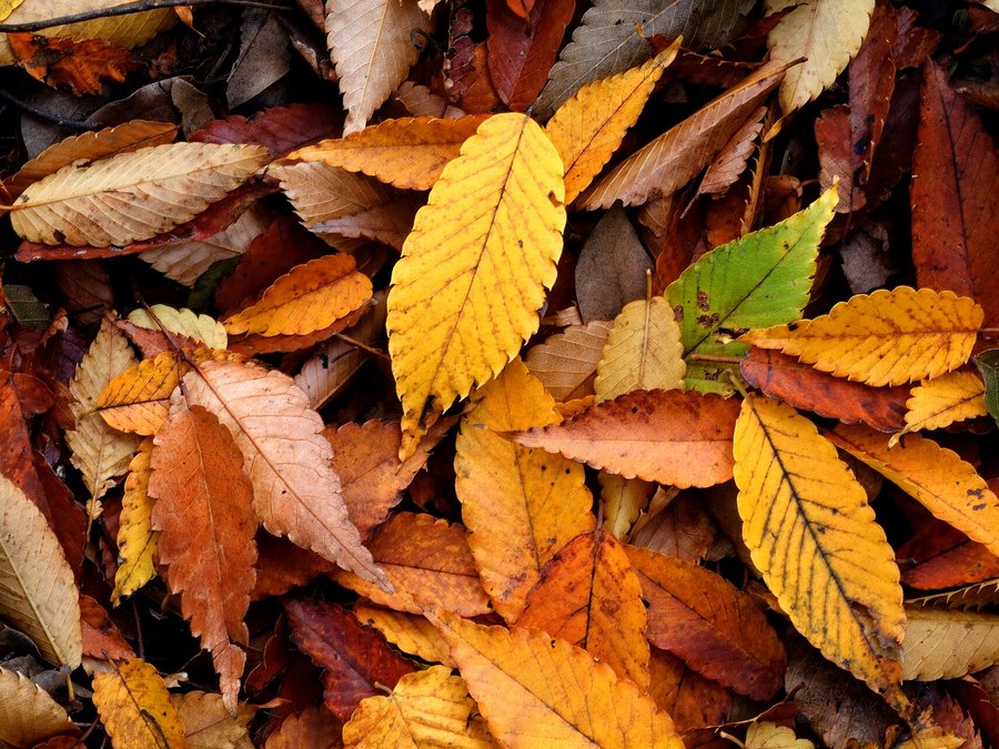 Close-up of Zelkova leaves and flowers