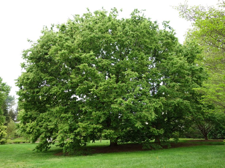 Mature Zelkova tree